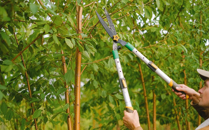 Tree trimming in Sugar Grove, WV